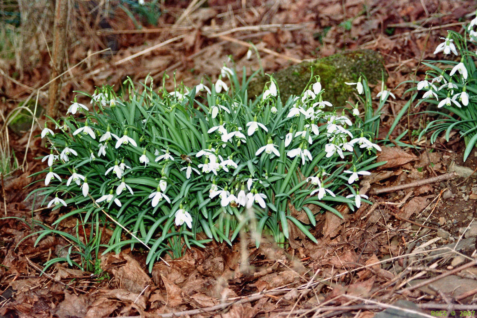 Snowdrops in spring [D 2007] © RGES